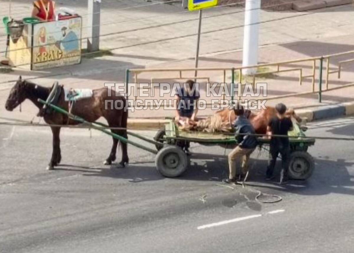 В Брянске автомобиль сбил жеребёнка на Володарке | 19.06.2024 | Брянск -  БезФормата