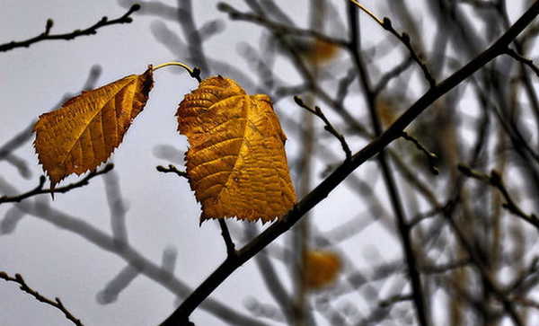 В Брянской области 28 ноября будет до 3 градусов мороза