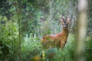 Фотограф запечатлела удивительную встречу с косулей в 
