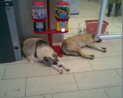 Бездомные псы облюбовали магазин «Магнит» в Брянске