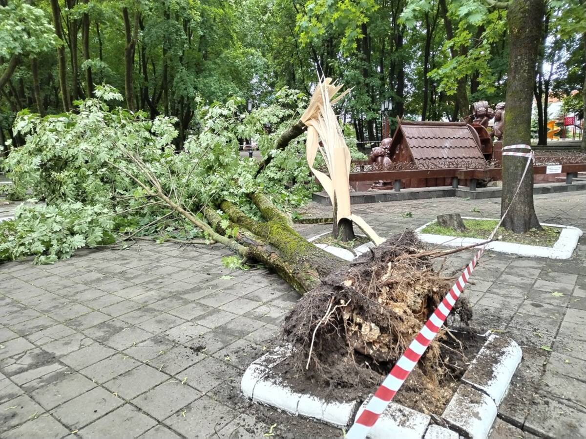 В Брянске в парке Толстого возле кафе рухнуло дерево | 13.06.2024 | Брянск  - БезФормата