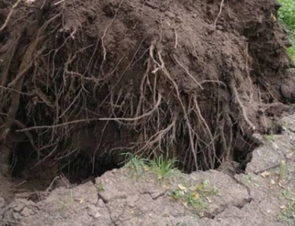 Недалеко росло дерево от дома было. Недалеко от дома растет дуб. Плотина Белобережской пустыни Брянск. Речной червь в половодье.