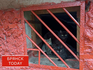 Брянцев предложили штрафовать за кормление бездомных животных