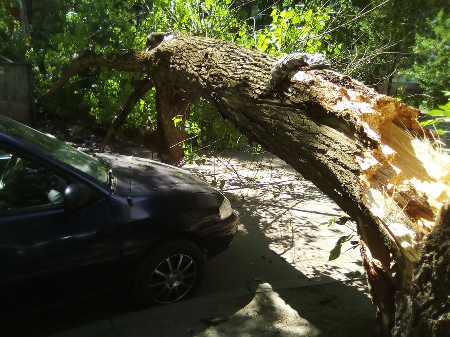 В Брянске рухнувшее из-за ветра дерево едва не раздавило иномарку