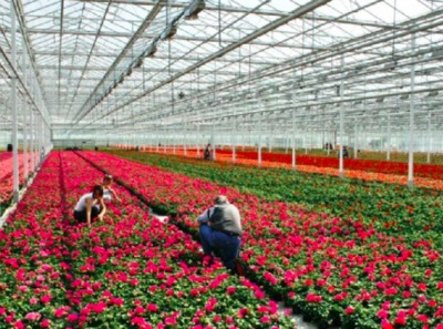 В Брянской области обещают цветочное импортозамещение