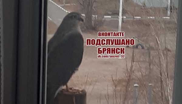 В Брянске сняли на фото необычную птицу