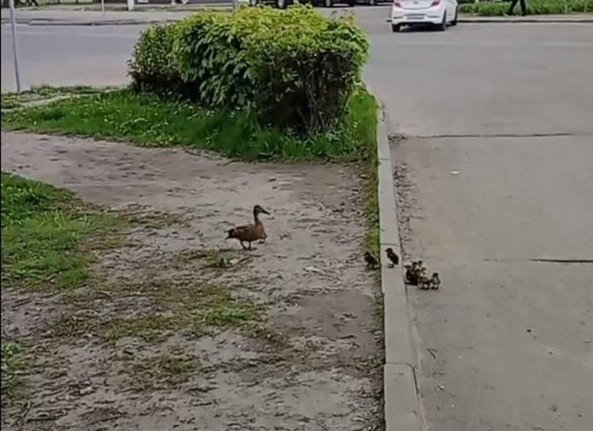 В Брянске заметили семейство уток