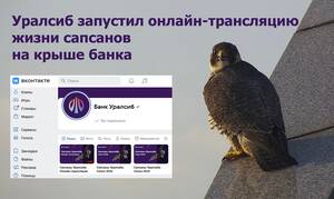 Уралсиб запустил онлайн-трансляцию жизни сапсанов на крыше банка
