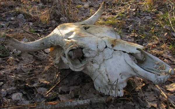 76 скотомогильников за этот год ликвидировали в Брянской области 