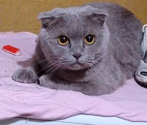 В Фокино Брянской области спасли кошку от детей-живодёров