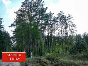 Брянская область готовится к пику комариной активности