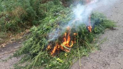 Брянские пограничники сожгли 250 кустов конопли