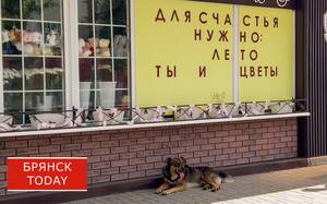 Эксперты назвали самую популярную кличку потерявшихся собак на Брянщине