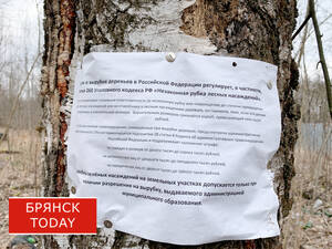 Богомаз: ни одно дерево в Брянске не уничтожили «просто так»