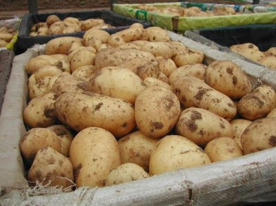 В Брянской области цены на картофель оказались самыми дешевыми в России