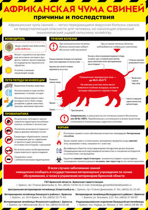 Брянцев предупредили об угрозе заноса африканской чумы свиней