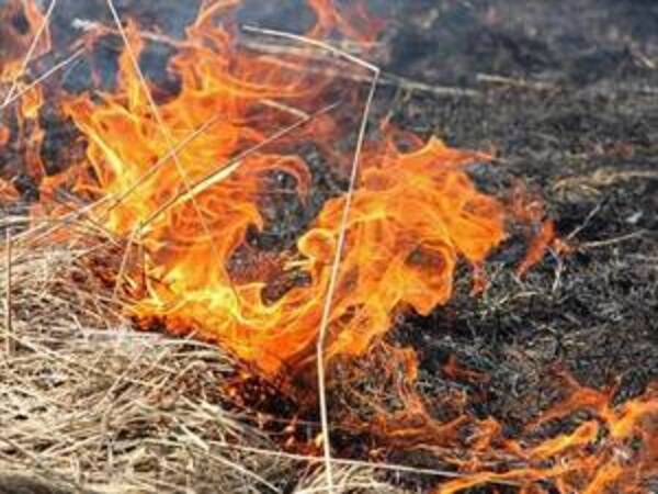 Устроивший пожар брянский лесоруб оштрафован на 170 тысяч рублей