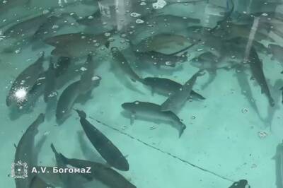 На рыбной ферме под Брянском вырастили 35 тонн осетра и форели