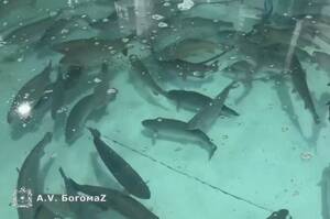 На рыбной ферме под Брянском вырастили 35 тонн осетра и форели