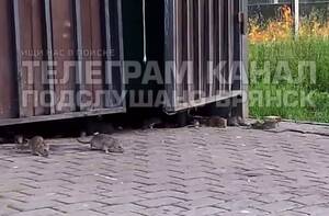 Нашествие крыс на улице Тельмана в Брянске: 
