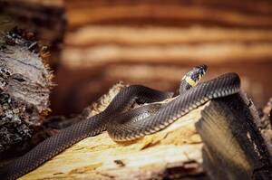 Брянский лес погрузился в 