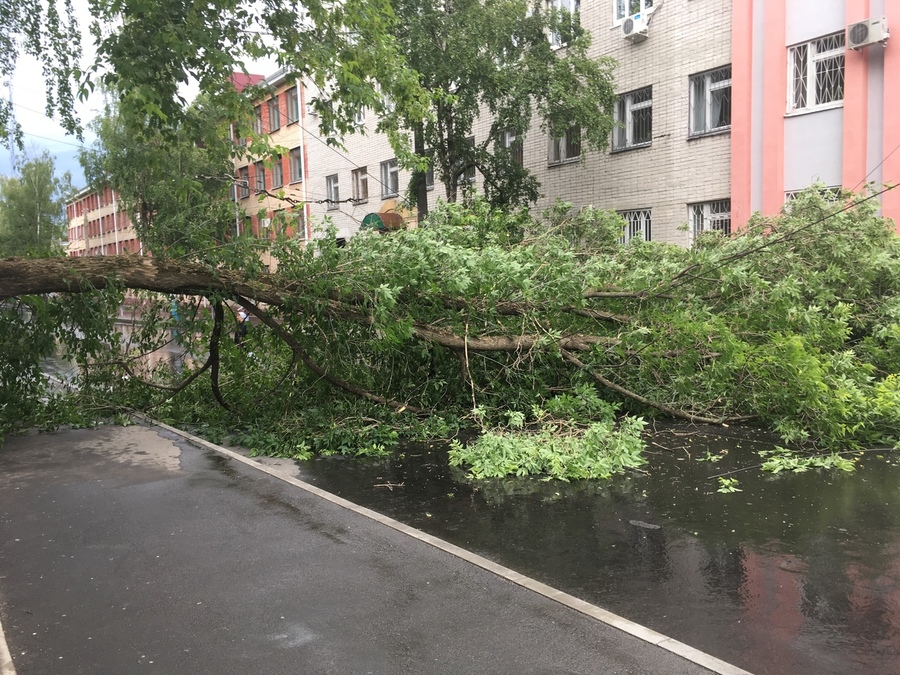 В Брянске дерево рухнуло на дорогу возле строительного техникума