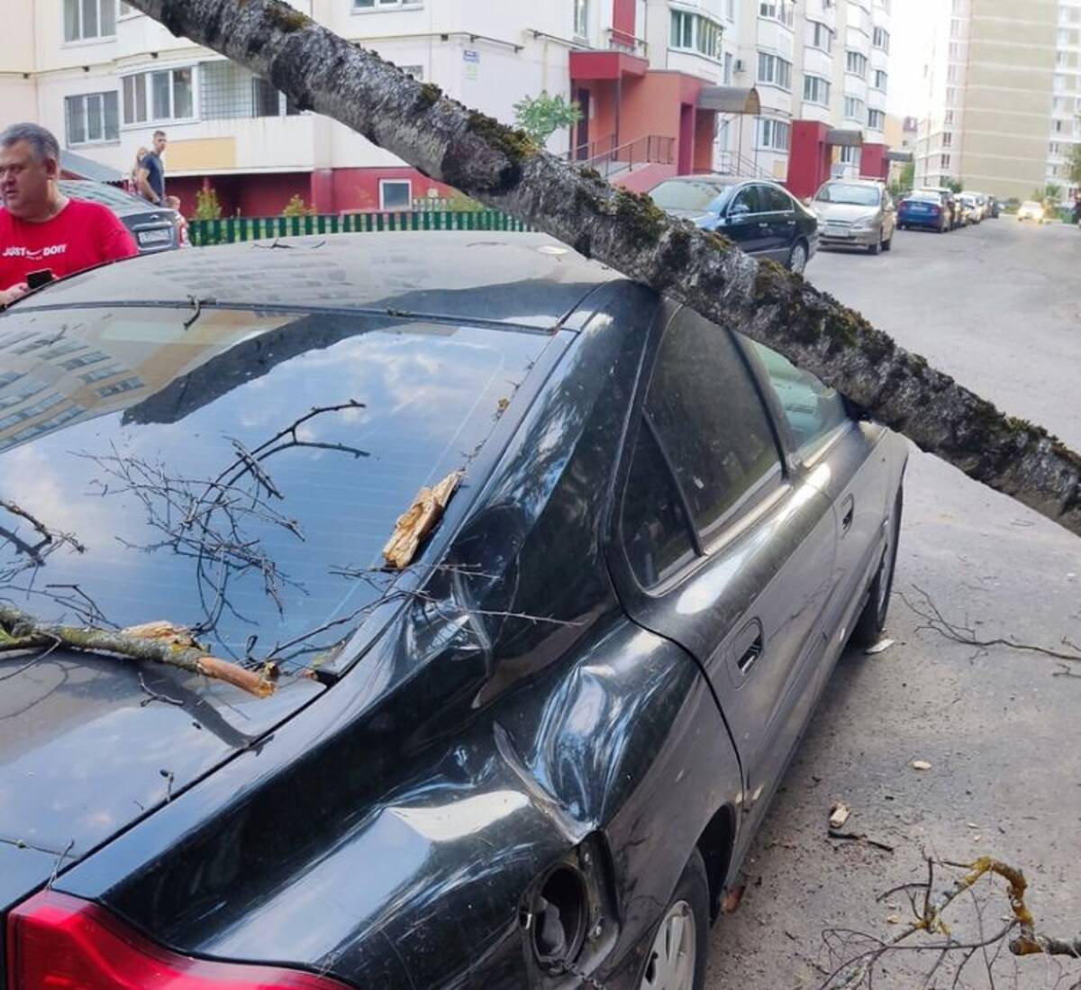 В Брянске дерево раздавило припаркованный автомобиль