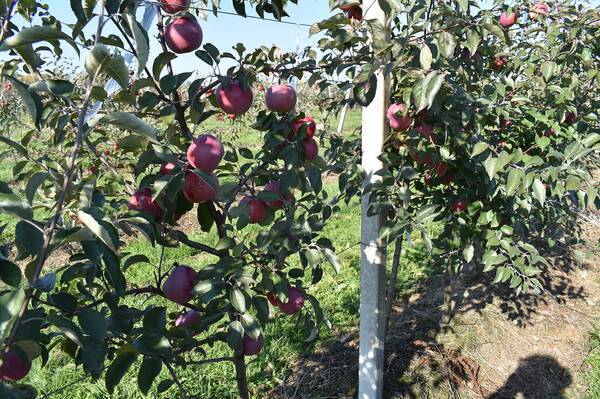 Российско-сербский инвестпроект дает Брянщине прирост урожая яблок