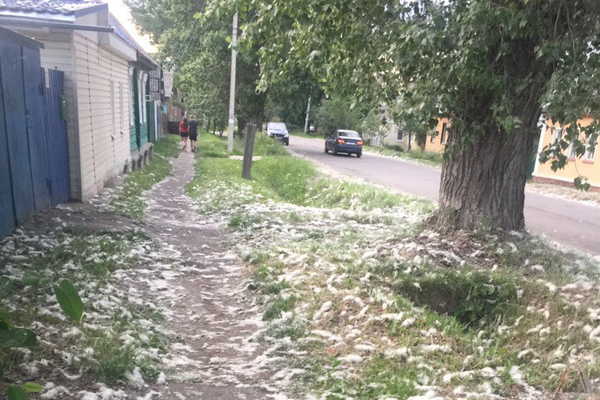 В Брянске жалуются на огромные тополя на улице Калинина