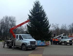 В Белых Берегах на площади установили живую новогоднюю ёлку