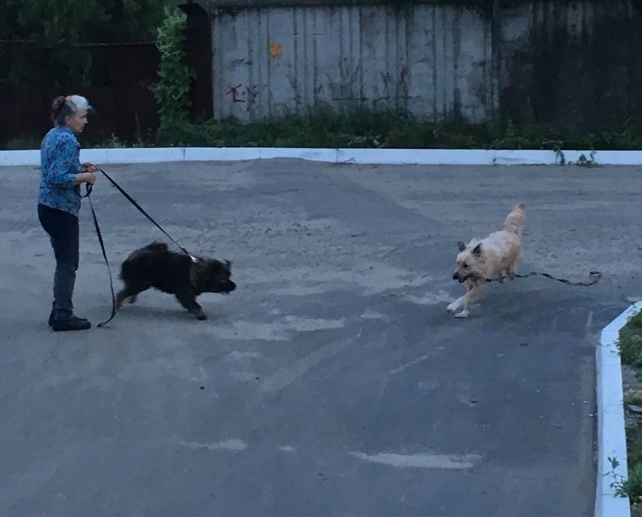 В Брянске пожаловались на агрессивных собак и их хозяйку
