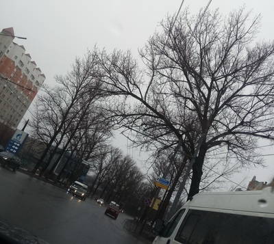 В Брянске на дорогу грозит рухнуть дерево на переулке Пилотов