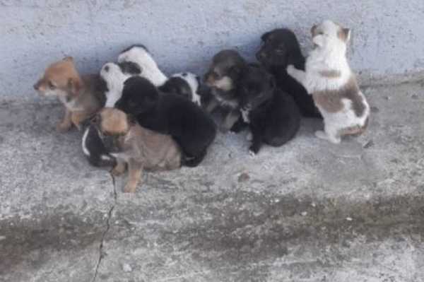 В Брянске выбросили на улицу 20 трехнедельных щенков