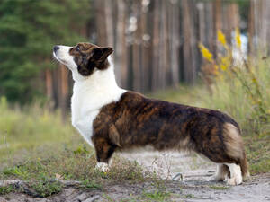 «Окрас тигровый, очень пугливая»: в Брянске ищут пропавшую корги Киму