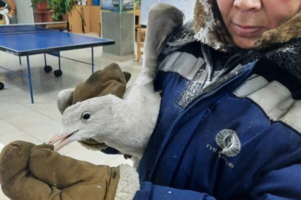 В Якутии мужчина спас чайку от смерти и помог пережить ей холода