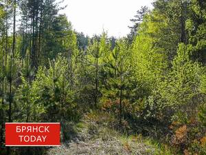 Брянщина вошла в число лидеров ЦФО по заготовке лесных семян