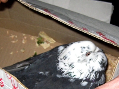 Брянские таможенники обнаружили в багаже пассажирки поезда 5 голубей