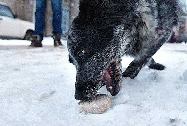 В Брянске заметили женщину, которая травит собак ядом