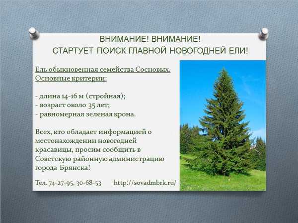 В Брянске продолжаются выборы главной новогодней елки