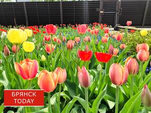 Брянцев предупредили о цветах с сюрпризом от мошенников