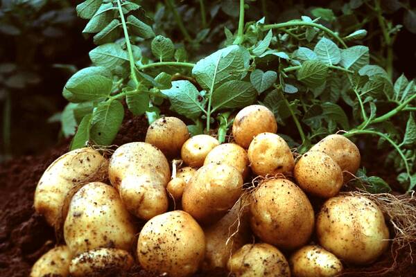 В Жирятинском районе Брянской области продолжается карантин из-за рака картофеля