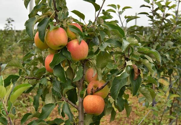 В уникальном брянском яблоневом саду построят современное плодохранилище на 15 тысяч тонн