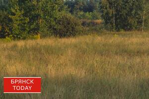 За десять лет сельхозпроизводство в Брянской области утроилось