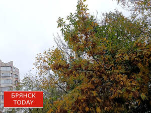 Похолодает до нуля: брянцам сообщили о погоде на 30 сентября