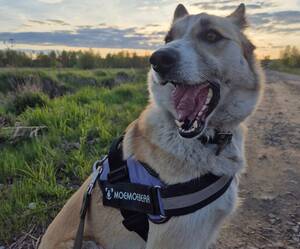 В Брянске во время украинской атаки потерялась собака