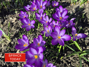 Брянцам продлили жёлтый уровень опасности и предупреждение