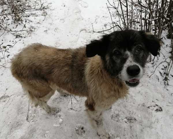 В Брянске просят спасти брошенного пса с грустными глазами