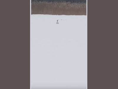 «Вот так оказия!»: брянцы пытаются спасти замерзающего лебедя