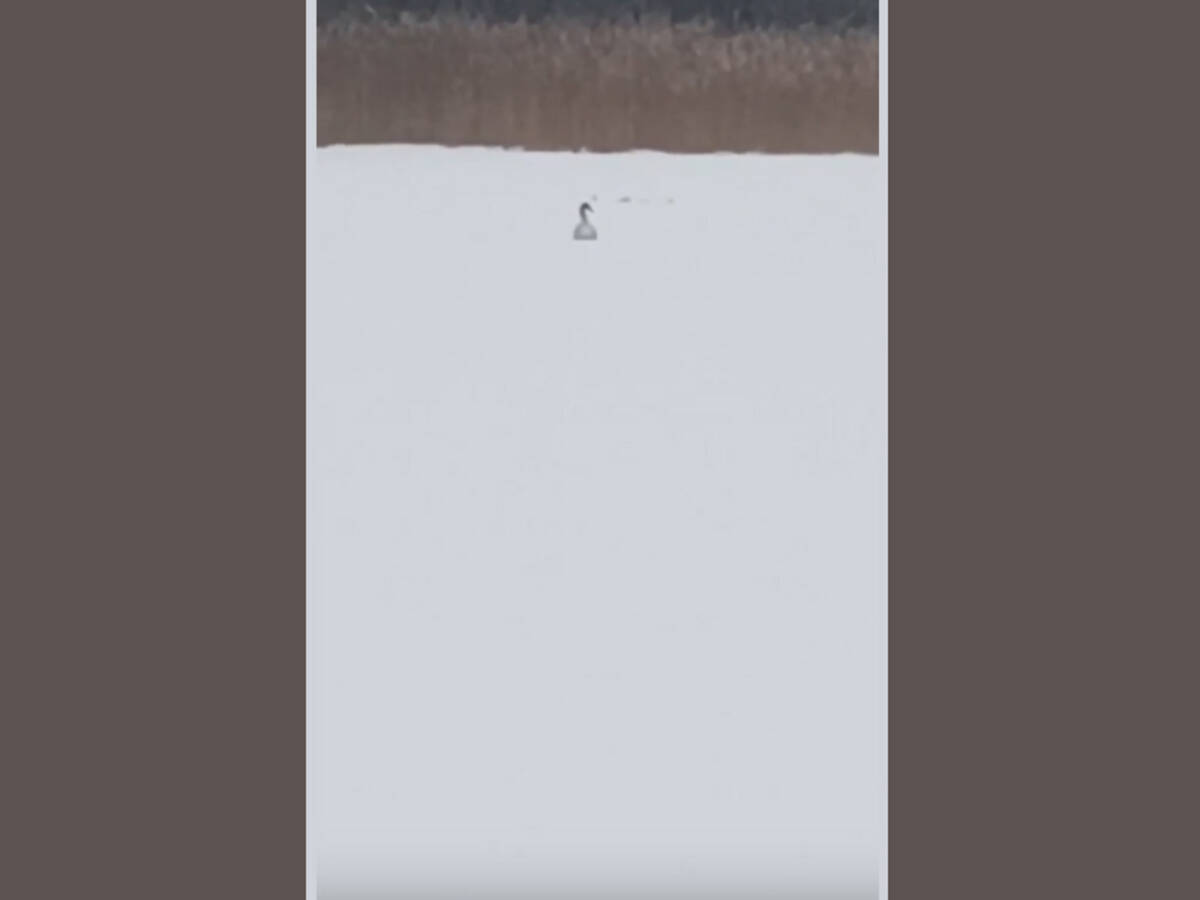 «Вот так оказия!»: брянцы пытаются спасти замерзающего лебедя