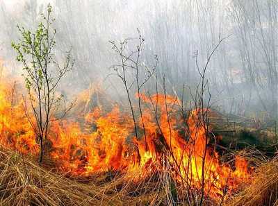 В Унечском районе в лесу загорелась сухая трава